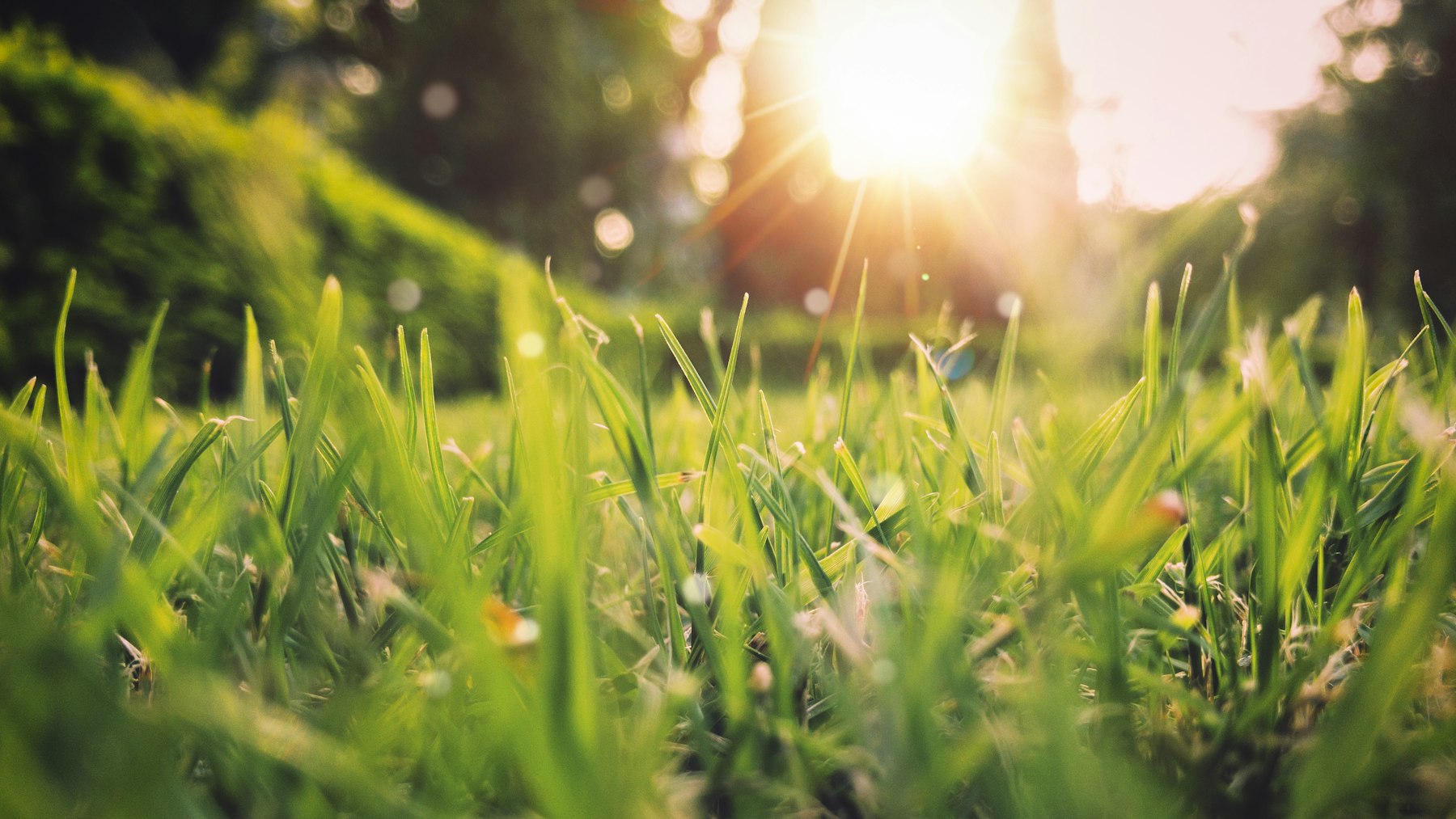 Low sunlight breaking through trees over a garden lawn